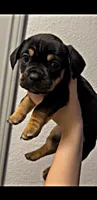 N/A, a male French Bulldog and Dachshund for sale in Aurora, CO – Photo 2 of 4