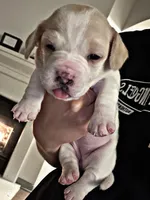 N/A, a male French Bulldog and Dachshund for sale in Aurora, CO – Photo 3 of 4