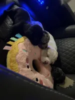N/A, a male French Bulldog and Dachshund for sale in Aurora, CO – Photo 4 of 4