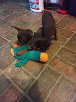 Peanut, a male Miniature Pinscher for sale in Aurora, MO – 2 of 3