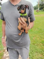 Julie green collar, a female Miniature Pinscher for sale in Aurora, MO – 1 of 3