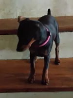 Ginger  pink collar, a female Miniature Pinscher for sale in Aurora, MO – 2 of 3