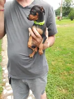 Julie green collar, a female Miniature Pinscher for sale in Aurora, MO – 2 of 3