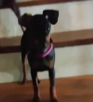 Ginger  pink collar, a female Miniature Pinscher for sale in Aurora, MO – 3 of 3