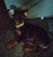 Julie green collar, a female Miniature Pinscher for sale in Aurora, MO – 3 of 3