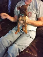Red, a male Miniature Pinscher for sale in Aurora, MO – 2 of 3