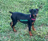 Ginger  pink collar sold, a female Miniature Pinscher for sale in Aurora, MO – 4 of 5