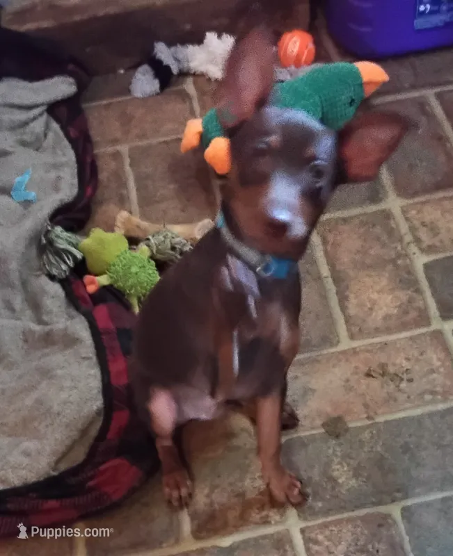 Red – Miniature Pinscher puppy for sale in Aurora, MO