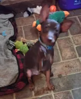Red, a male Miniature Pinscher for sale in Aurora, MO – 1 of 3