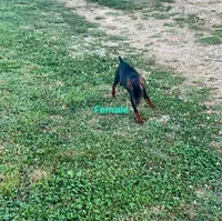 Ginger  pink collar sold, a female Miniature Pinscher for sale in Aurora, MO – 5 of 5
