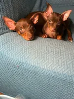 Red on hold, a male Miniature Pinscher for sale in Aurora, MO – 4 of 5