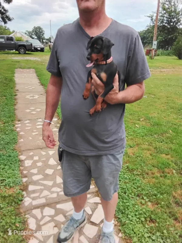 Ginger  pink collar – Miniature Pinscher puppy for sale in Aurora, MO