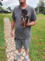 Ginger  pink collar, a female Miniature Pinscher for sale in Aurora, MO – 1 of 3