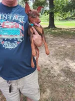 Red on hold, a male Miniature Pinscher for sale in Aurora, MO – 5 of 5