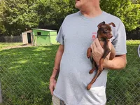 Peanut, a male Miniature Pinscher for sale in Aurora, MO – 3 of 3