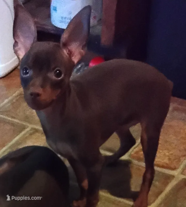 Peanut – Miniature Pinscher puppy for sale in Aurora, MO