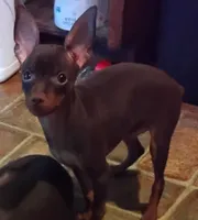 Peanut, a male Miniature Pinscher for sale in Aurora, MO – 1 of 3
