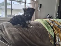LaBear, a female Shih Tzu and Yorkshire Terrier for sale in Hilo, HI – 2 of 2