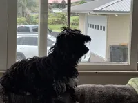LaBear, a female Shih Tzu and Yorkshire Terrier for sale in Hilo, HI – 1 of 2