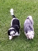 Samson, a male Shih Tzu for sale in Hilo, HI – Photo 5 of 5