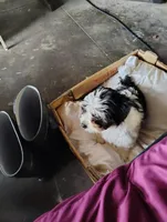 Samson, a male Shih Tzu for sale in Hilo, HI – Photo 1 of 5