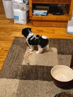 Samson, a male Shih Tzu for sale in Hilo, HI – Photo 4 of 5