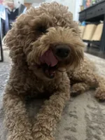 Delilah, a female Poodle - Toy  for sale in Pasadena, CA – 2 of 2