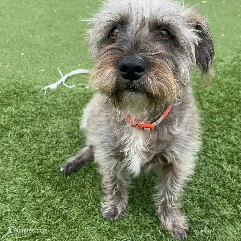 Diamond – Standard Schnauzer, Yorkshire Terrier puppy for sale in Pasadena, CA