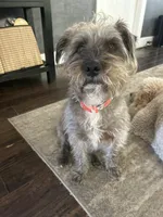Diamond, a female Standard Schnauzer and Yorkshire Terrier for sale in Pasadena, CA – 2 of 2