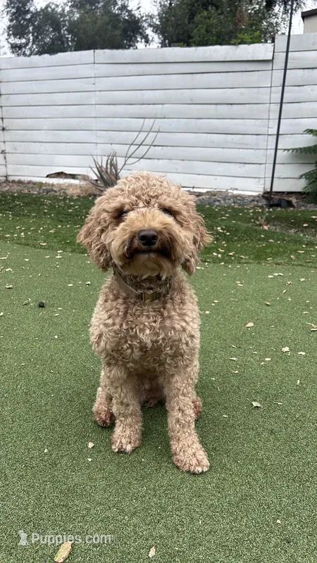 Delilah – Poodle - Toy  puppy for sale in Pasadena, CA