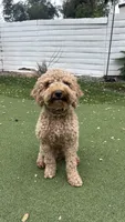 Delilah, a female Poodle - Toy  for sale in Pasadena, CA – 1 of 2
