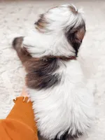 SHIHPOO- Ready Now, a female Shihpoo for sale in Horseheads, NY – Photo 6 of 8