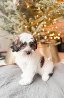 SHIHPOO- Ready Now, a female Shihpoo for sale in Horseheads, NY – Photo 2 of 8