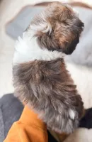 SHIHPOO- Ready Now, a female Shihpoo for sale in Horseheads, NY – Photo 7 of 8