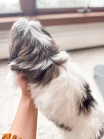 SHIHPOO- Ready Now, a female Shihpoo for sale in Horseheads, NY – Photo 8 of 8