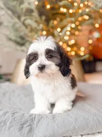 ShihPoo, a male Shihpoo for sale in Horseheads, NY – Photo 6 of 8