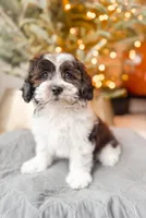 ShihPoo, a male Shihpoo for sale in Horseheads, NY – Photo 4 of 8