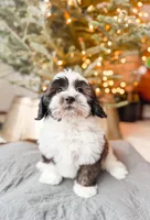 ShihPoo, a male Shihpoo for sale in Horseheads, NY – Photo 5 of 8