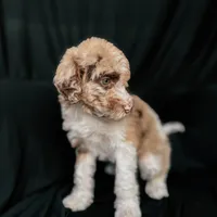 “Blush”, a female Poodle - Standard  for sale in Horseheads, NY – Photo 7 of 10