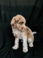 “Blush”, a female Poodle - Standard  for sale in Horseheads, NY – Photo 7 of 10