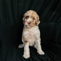 “Blush”, a female Poodle - Standard  for sale in Horseheads, NY – Photo 10 of 10