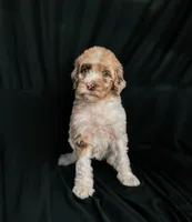 “Blush”, a female Poodle - Standard  for sale in Horseheads, NY – Photo 10 of 10