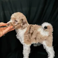 “Blush”, a female Poodle - Standard  for sale in Horseheads, NY – Photo 9 of 10