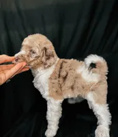 “Blush”, a female Poodle - Standard  for sale in Horseheads, NY – Photo 9 of 10