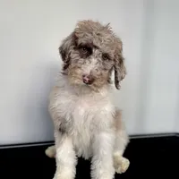 “Blush”, a female Poodle - Standard  for sale in Horseheads, NY – Photo 3 of 10