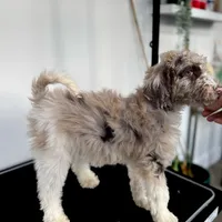 “Blush”, a female Poodle - Standard  for sale in Horseheads, NY – Photo 4 of 10