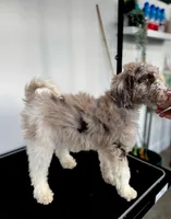 “Blush”, a female Poodle - Standard  for sale in Horseheads, NY – Photo 4 of 10