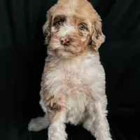 “Blush”, a female Poodle - Standard  for sale in Horseheads, NY – Photo 8 of 10