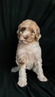 “Blush”, a female Poodle - Standard  for sale in Horseheads, NY – Photo 8 of 10