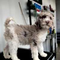 “Blush”, a female Poodle - Standard  for sale in Horseheads, NY – Photo 1 of 10